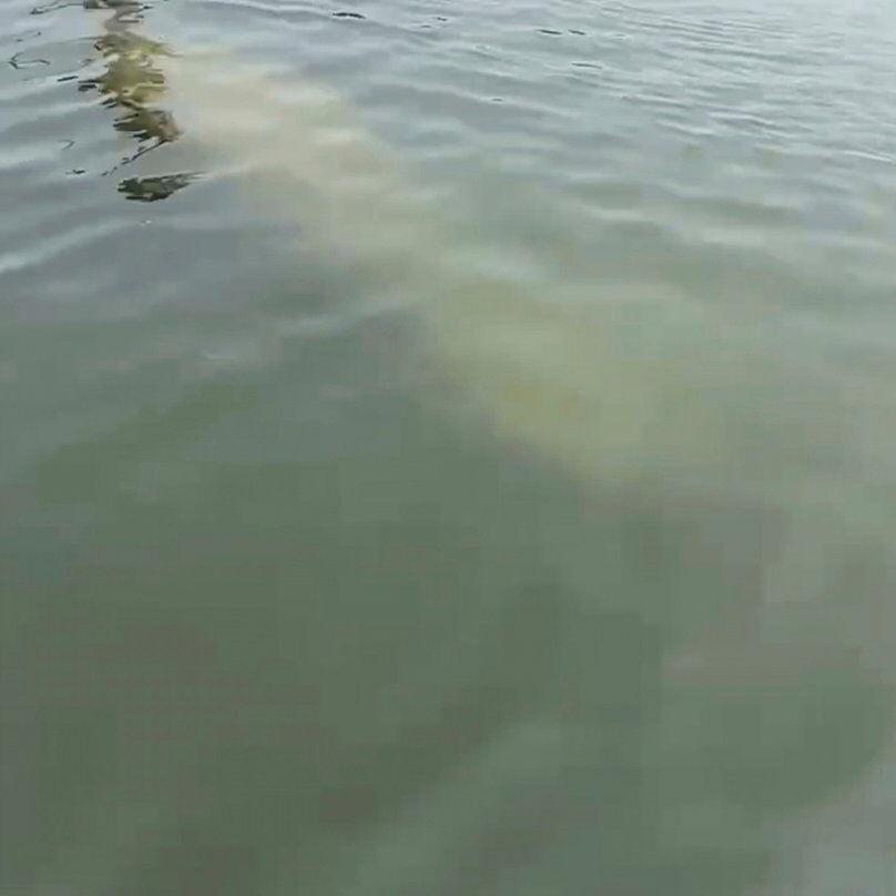 Scientists standing by to rescue rare manatee sighted in cold New England waters
